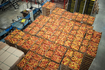 Organic food factory production line and crates full of apples.