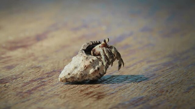 Soldier crab comes out of the shell