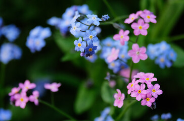 Pink and blue forget-me-nots