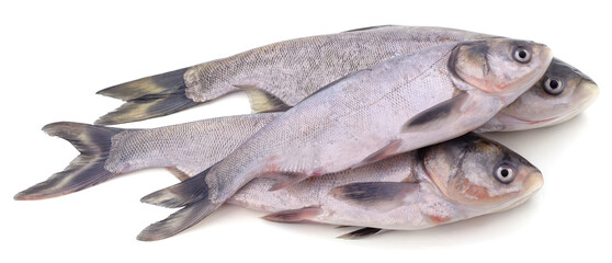 Three fresh silver carp.