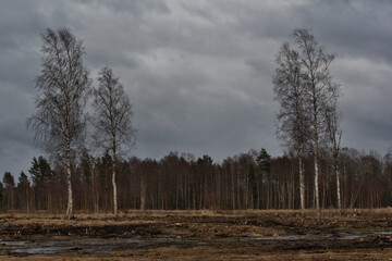 A landscape where, against the background of a mixed forest under a cloudy sky on a windy and rainy day, several single spring birches stand in a clearing after felling, resisting the wind.
