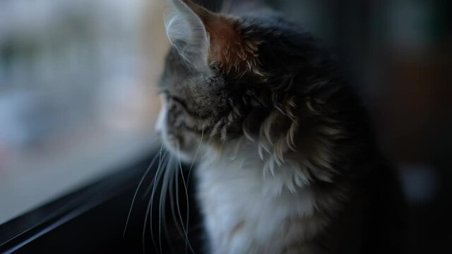 Cute little cat standing by window looking outside