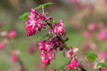 Close up of flowers on a red flowering currant (ribes sanguineum) shrub