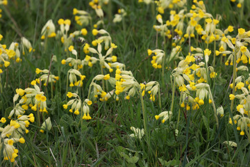 Macro of the primate Cowslip flowers or Primula veris on garden grass in spring
