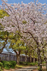 Naklejka premium 長居植物園の桜