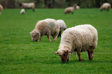 Obraz na płótnie Canvas Sheep Grazing