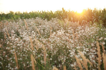 gorgeous sunset on a huge field in the countryside