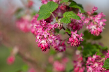 Close up of flowers on a red flowering currant (ribes sanguineum) shrub
