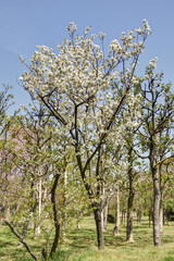 長居植物園の桜