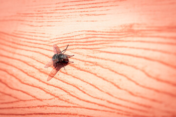A black fly crawls along the wooden facade of the building.