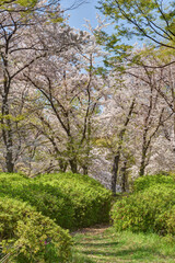 Fototapeta na wymiar 長居植物園の桜