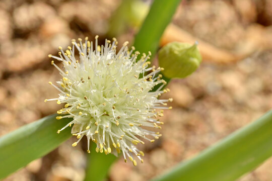 218 Best 葱坊主 Images Stock Photos Vectors Adobe Stock