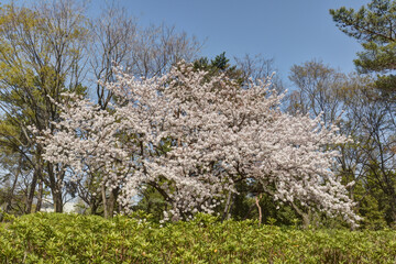 長居植物園の桜