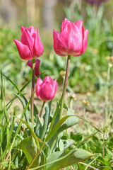 長居植物園のチューリップ
