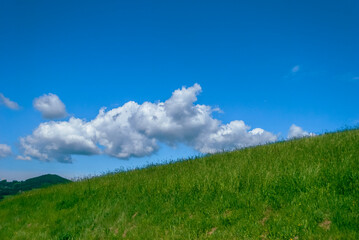 green grass and blue sky