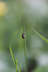 Weevil climbing up grass in the sunshine with green white background