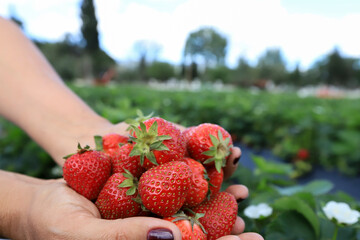Red organic strawberries freshly picked from the garden.