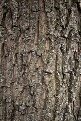 The texture of the bark of a deciduous tree