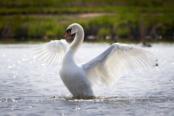 Mute swan flapping wings (Cygnus olor)	