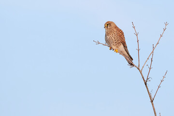 Common kestrel sitting on a branch  (Falco tinnunculus) bird of prey hunting	