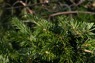 close up of pine needles