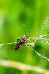Closeup of a soldier beetle (Cantharis pellucida) climbing on flowering grass