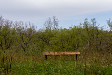 Lonely wooden bench facing trees and being overgrown with plants 