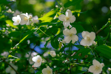 Philadelphus coronarius sweet mock-orange white flowers in bloom on shrub branches, flowering English dogwood ornamental plant