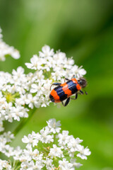 Closeup of a checkered beetle (Trichodes apiarius) on white flowers