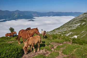 Horses grazing in Peña Sobia de Teberga (Teverga) in Asturias, with a sea of clouds in the background.