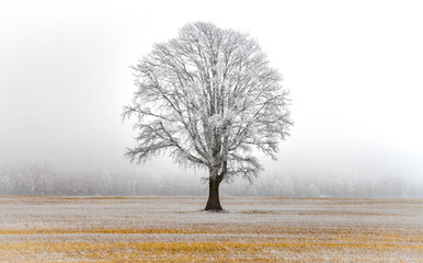 tree in the fog - 429089782