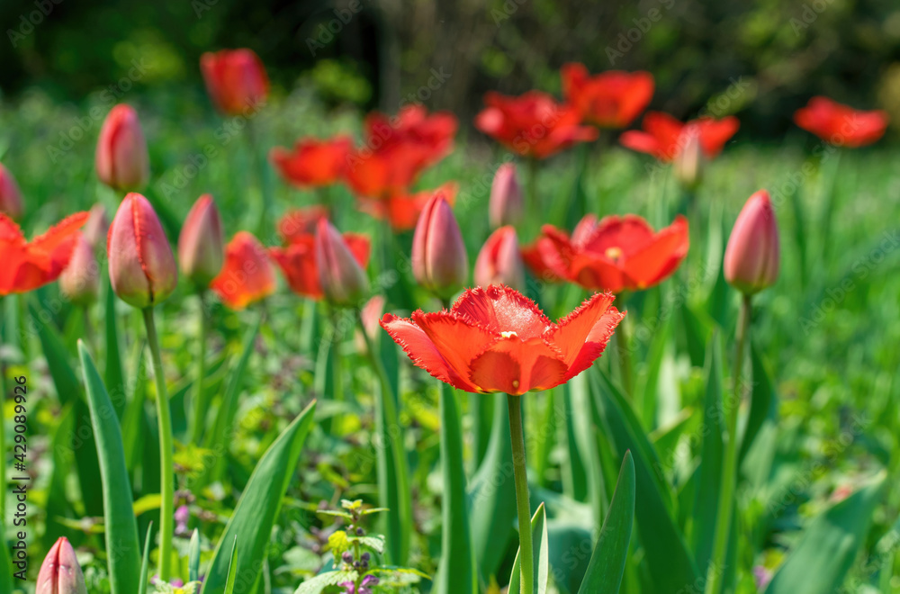 Sticker Colorful sunny spring meadow. Bright red and yellow tulip buds and fresh green leaves, warm May day and sunny weather	