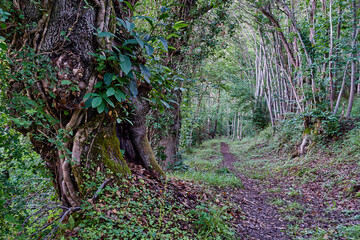 Trambarroxos chestnut forest in the town of Berrueñu (Berrueño), in Teberga (Teverga). Las Ubiñas-La Mesa Natural Park. Asturias.