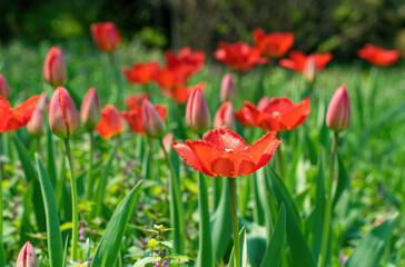 Obraz premium Colorful sunny spring meadow. Bright red and yellow tulip buds and fresh green leaves, warm May day and sunny weather 