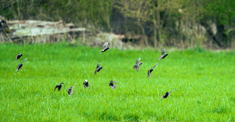 Stare im Anflug