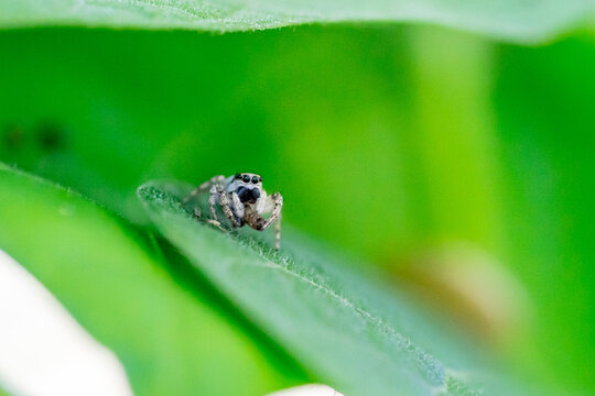 Closeup of a zebra spider (Salticus scenicus) with prey in green surroundings