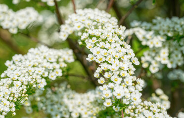 White  spiraea spring flowers. Spring festive background	