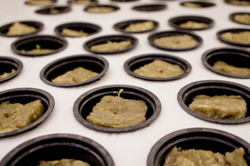 Germination on rockwool for hydroponic. Preparing for the cultivation of plants in the garden....