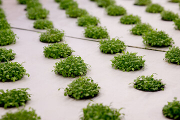 Germination arugula on rockwool for hydroponic. Preparing for the cultivation of plants in the...