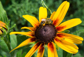 A bee collects nectar on a chamomile flower on a sunny day, pollinating the plant.