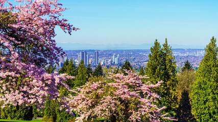 Spring blossoms at Burnaby Mountain Park, BC, against cityscape