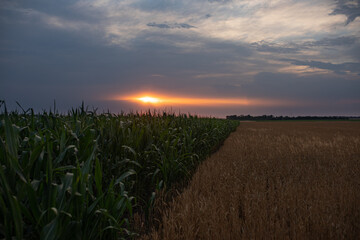 beautiful wheat field blooms in early spring