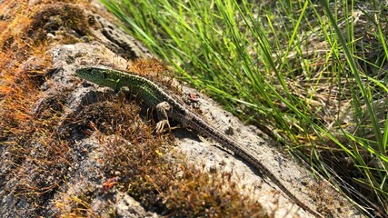 eine männliche Zauneidechse beim sonnenbaden