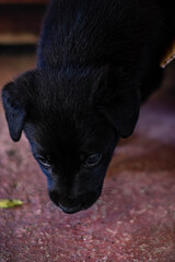 puppy baby black dog son