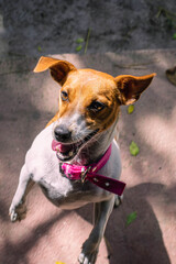 jack russell terrier playing with ball