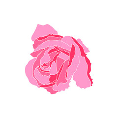 Obraz premium Pink rose flower head. Vector illustration.