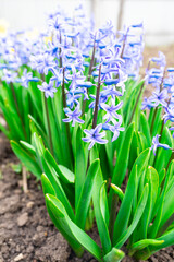 Spring blue flowers on a flower bed near the house.