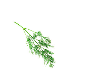 Fresh sprig of dill on a white background, natural spices