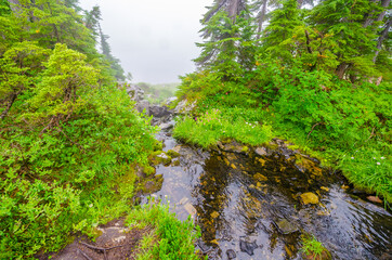 Fototapeta na wymiar Fragment of foggy and rainy Bagley Lakes Trail at Mount Baker Park in Washington, USA