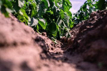 field planted with soybeans in Cordoba Argentina